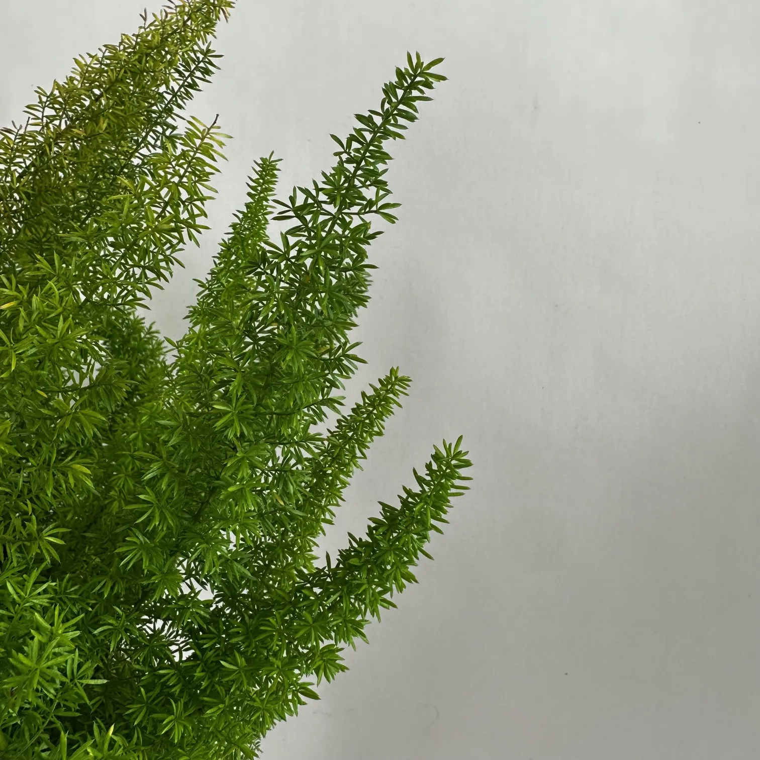 Fern- Foxtail - Image 3