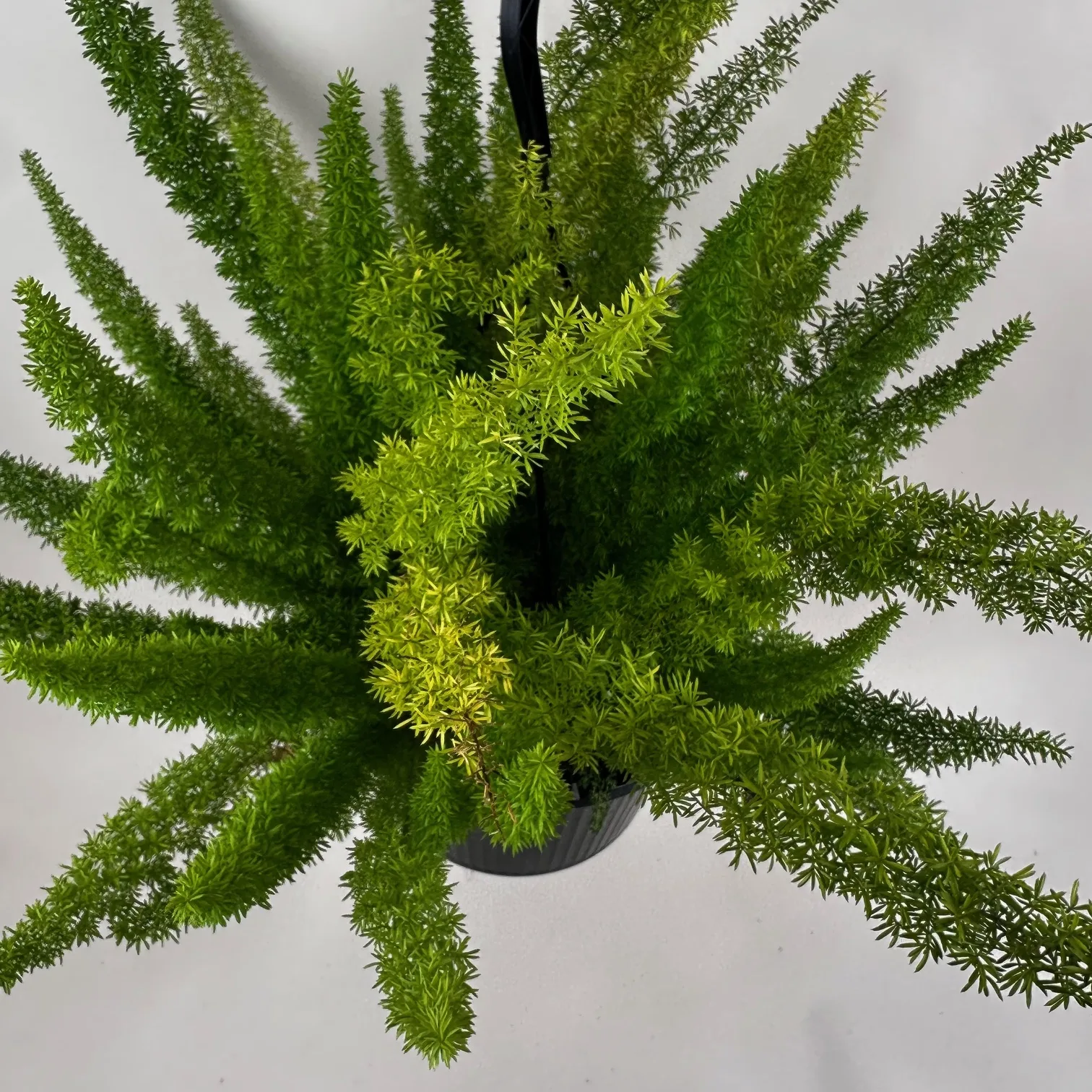 Fern- Foxtail - Image 2