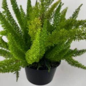 Fern- Foxtail