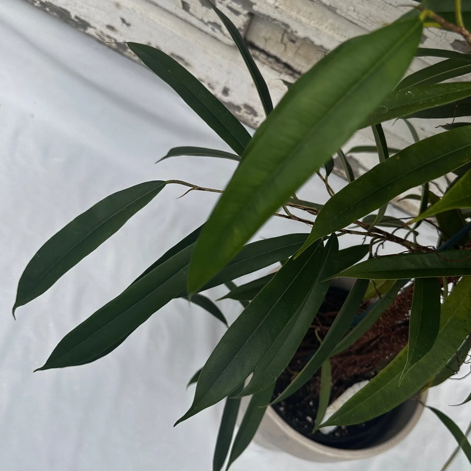 Ficus Amstel King 10in. - Image 2