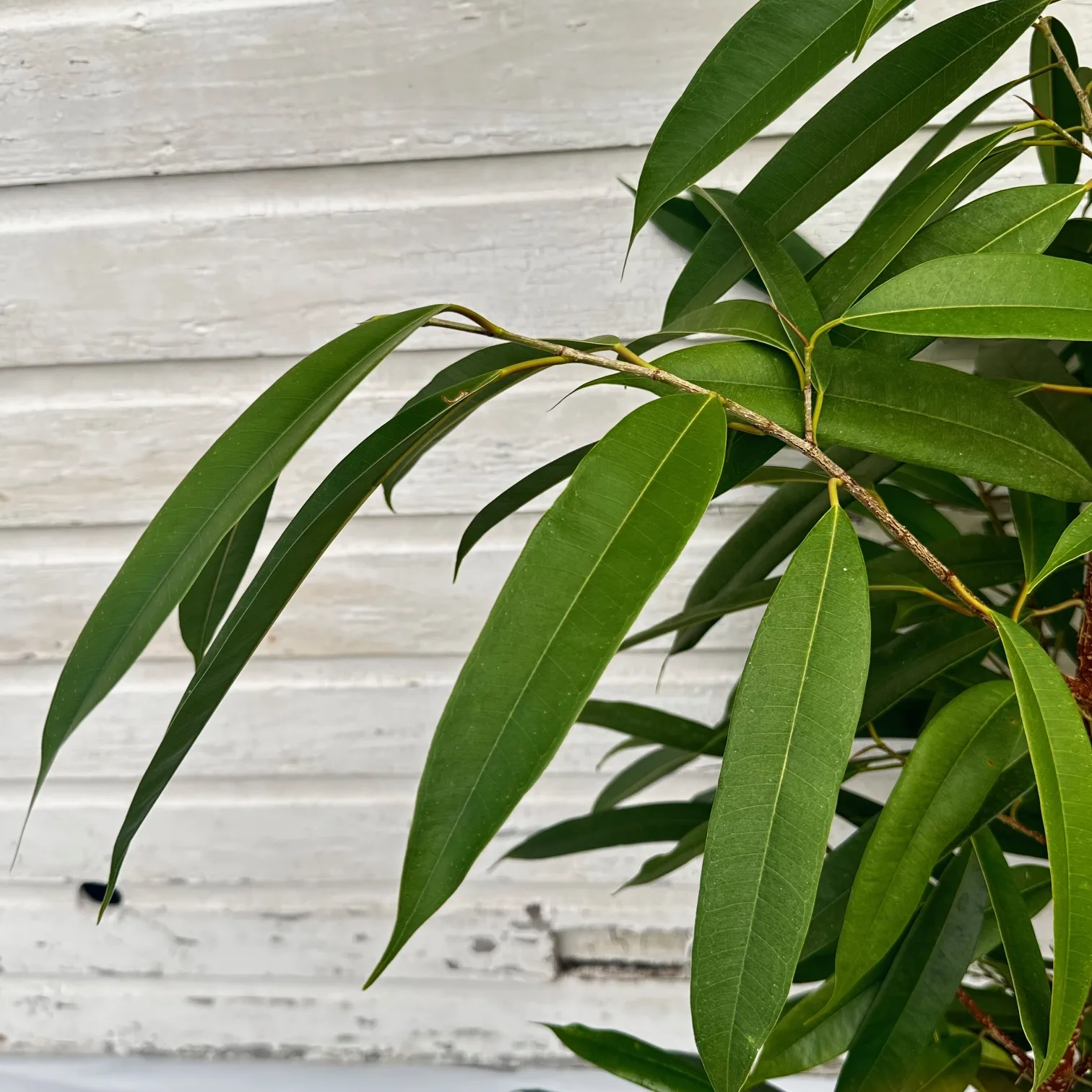 Ficus Amstel King 10in. - Image 3