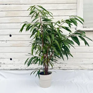 Ficus Amstel King 10in.