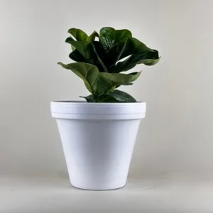 Fiddle Leaf Fig 'Bambino' 6in