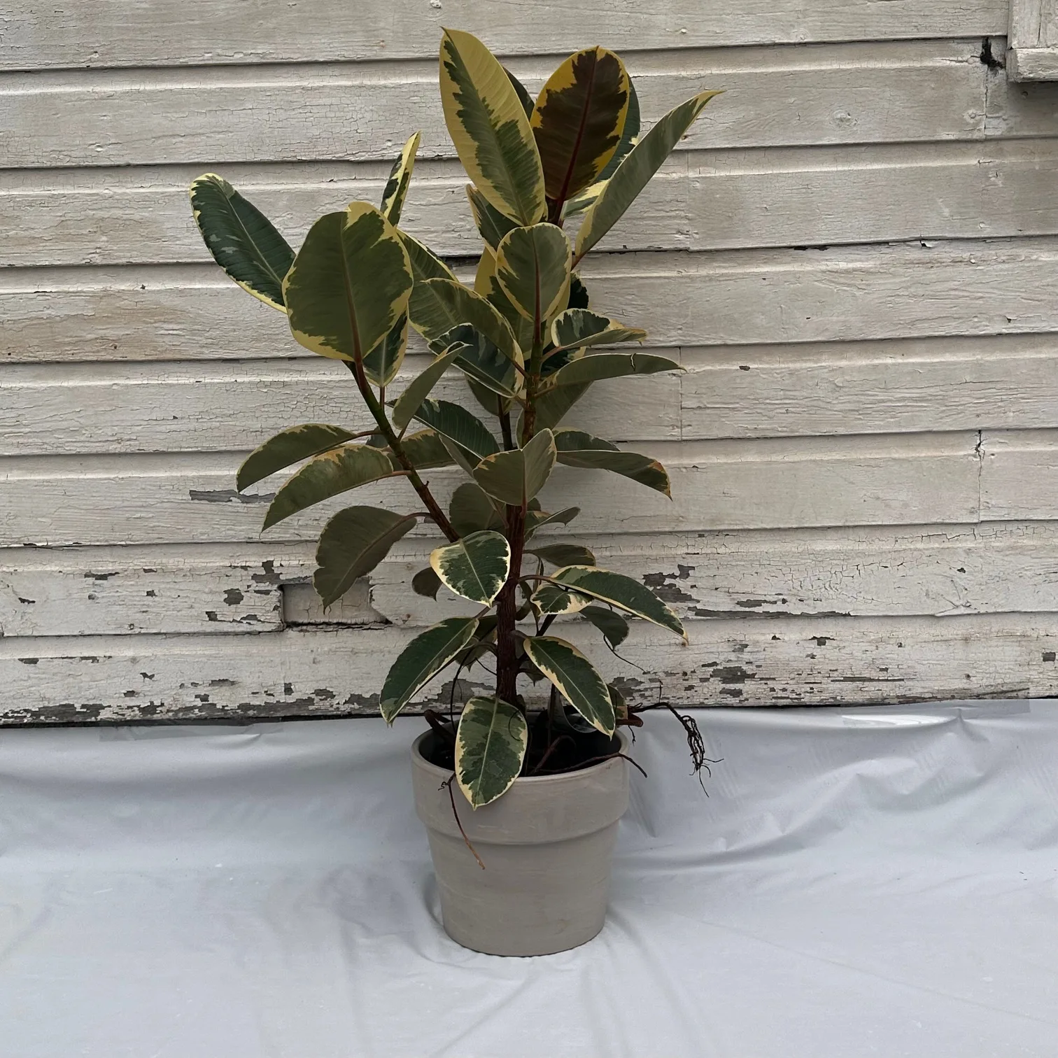 Ficus 'Tineke' - Image 4