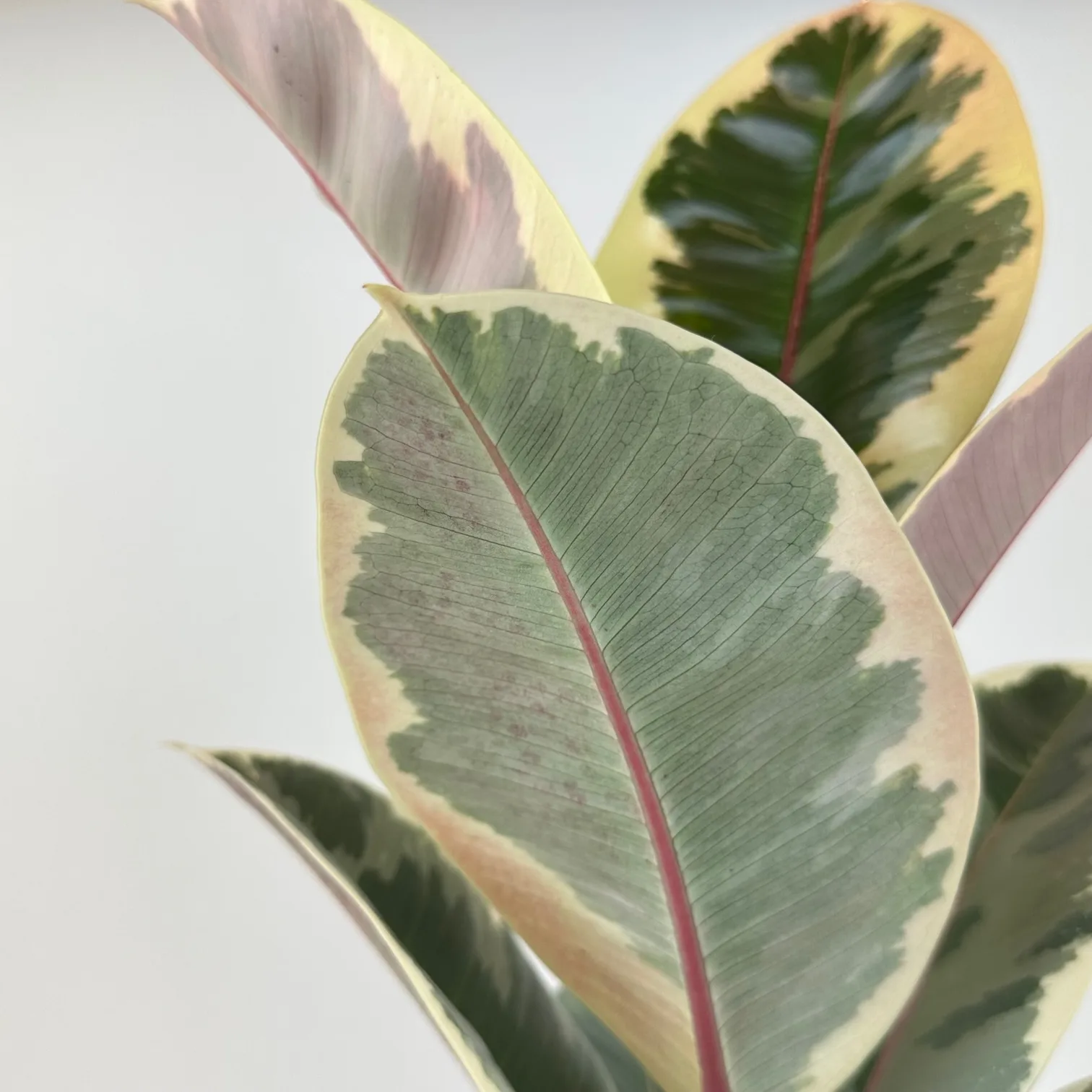 Ficus 'Tineke' - Image 6