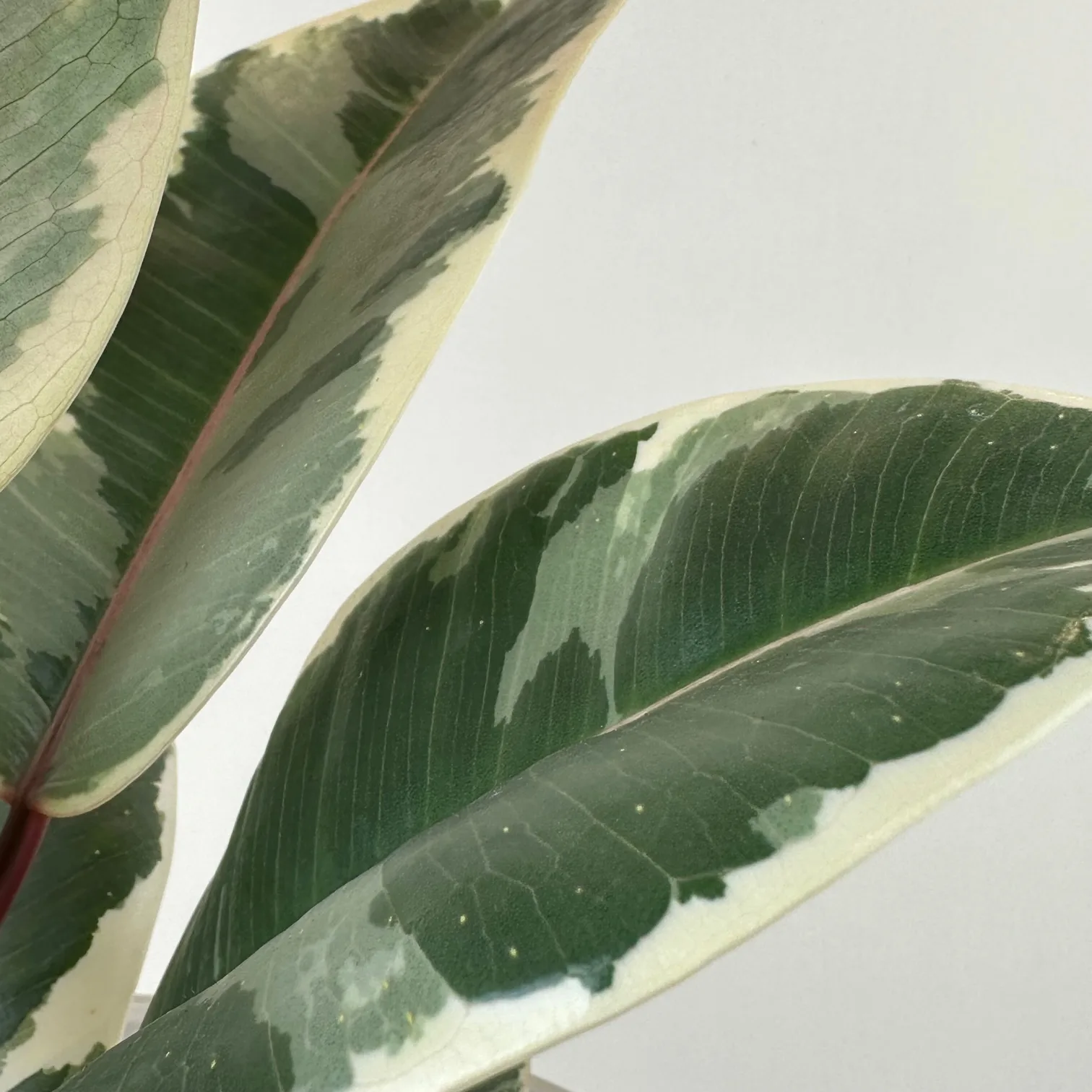 Ficus 'Tineke' - Image 7