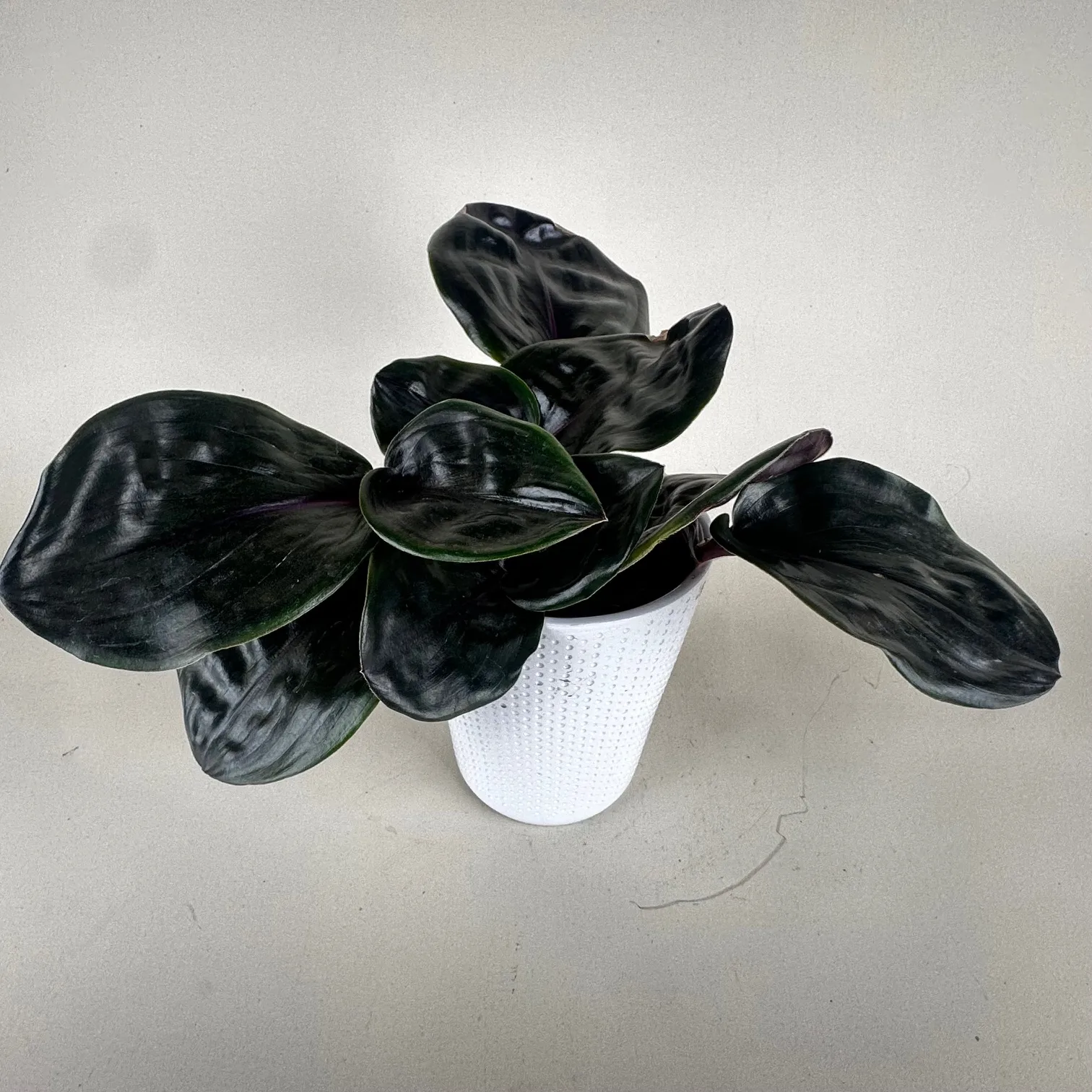 Geogenanthus Leila 12cm - Image 2