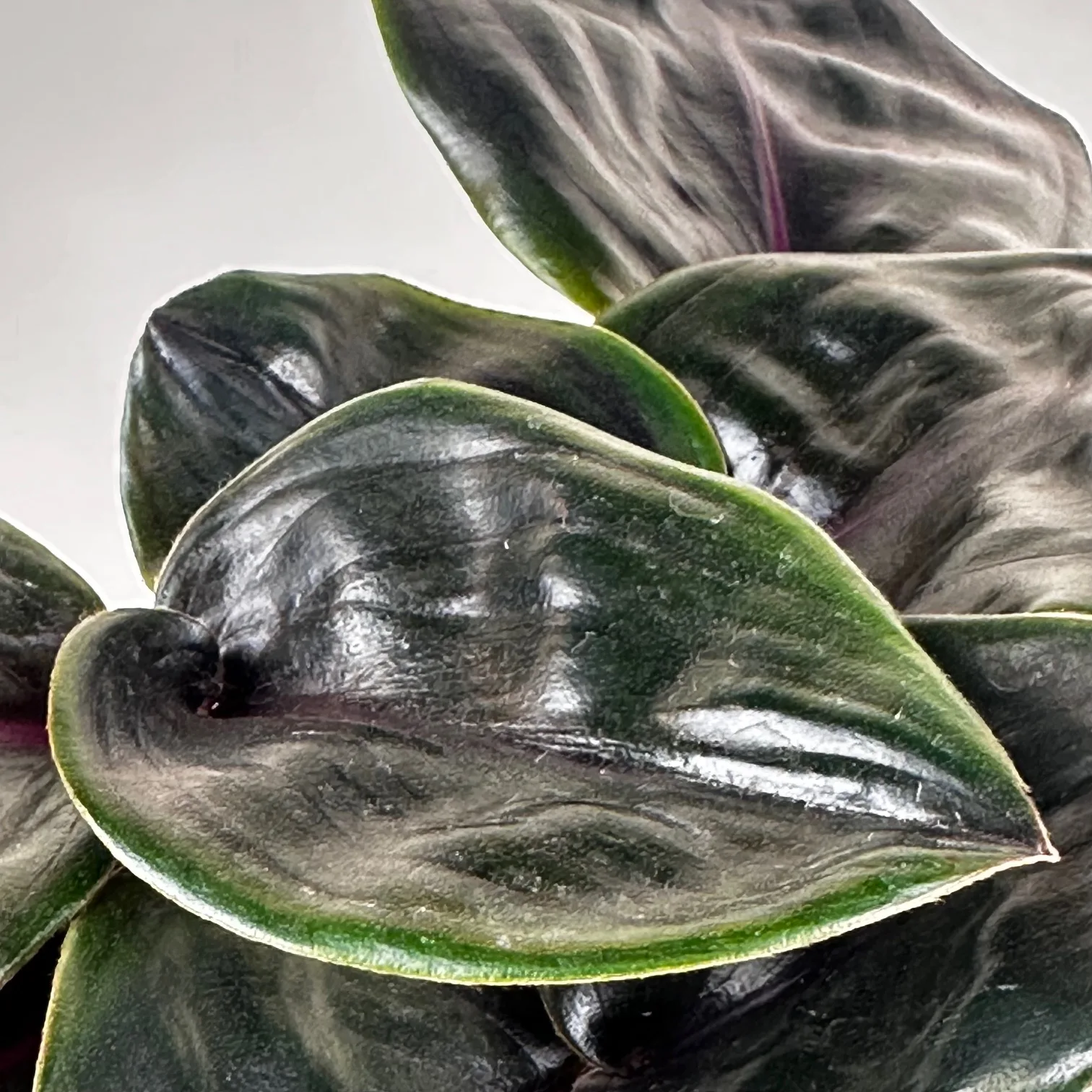 Geogenanthus Leila 12cm - Image 3