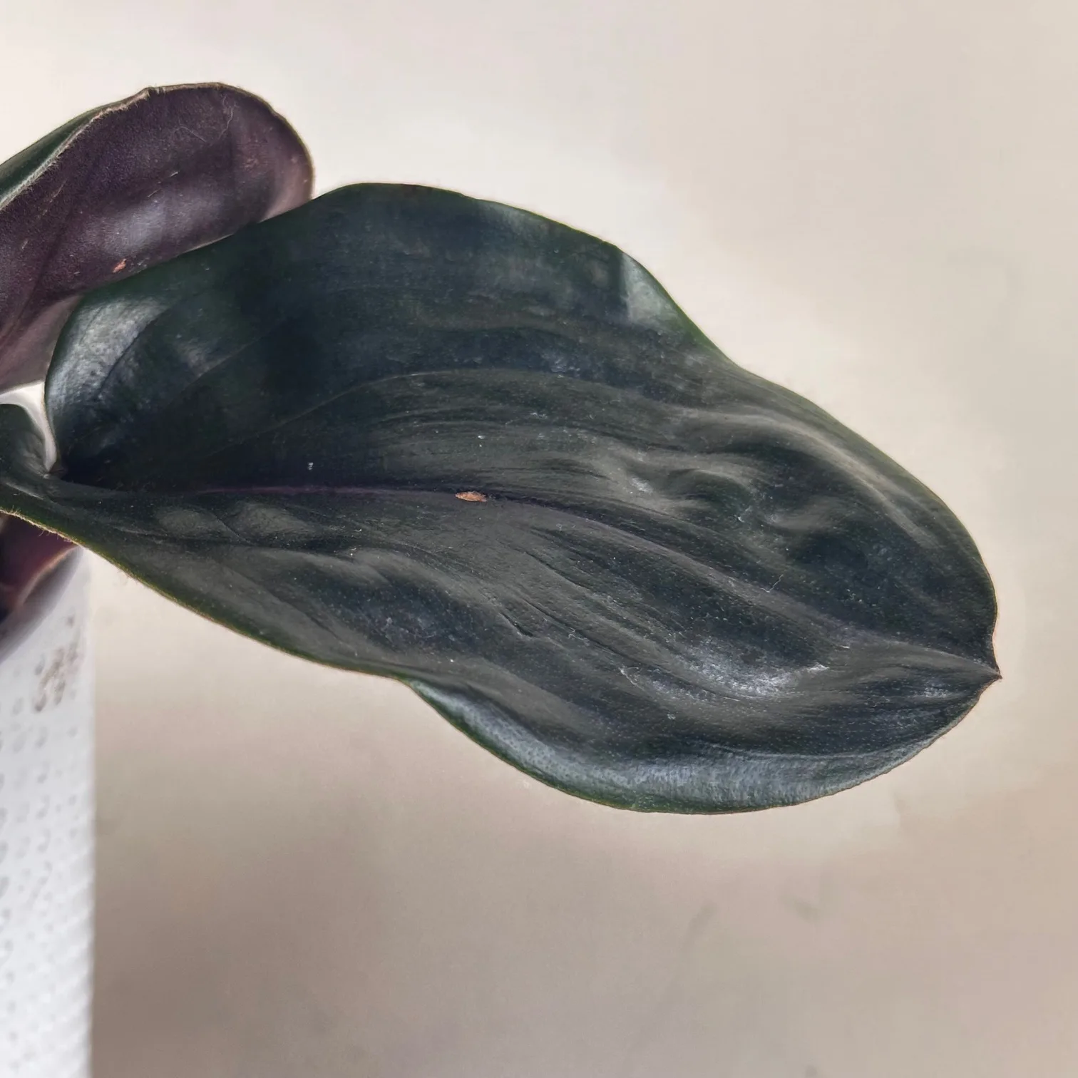 Geogenanthus Leila 12cm - Image 4