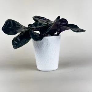 Geogenanthus Leila 12cm