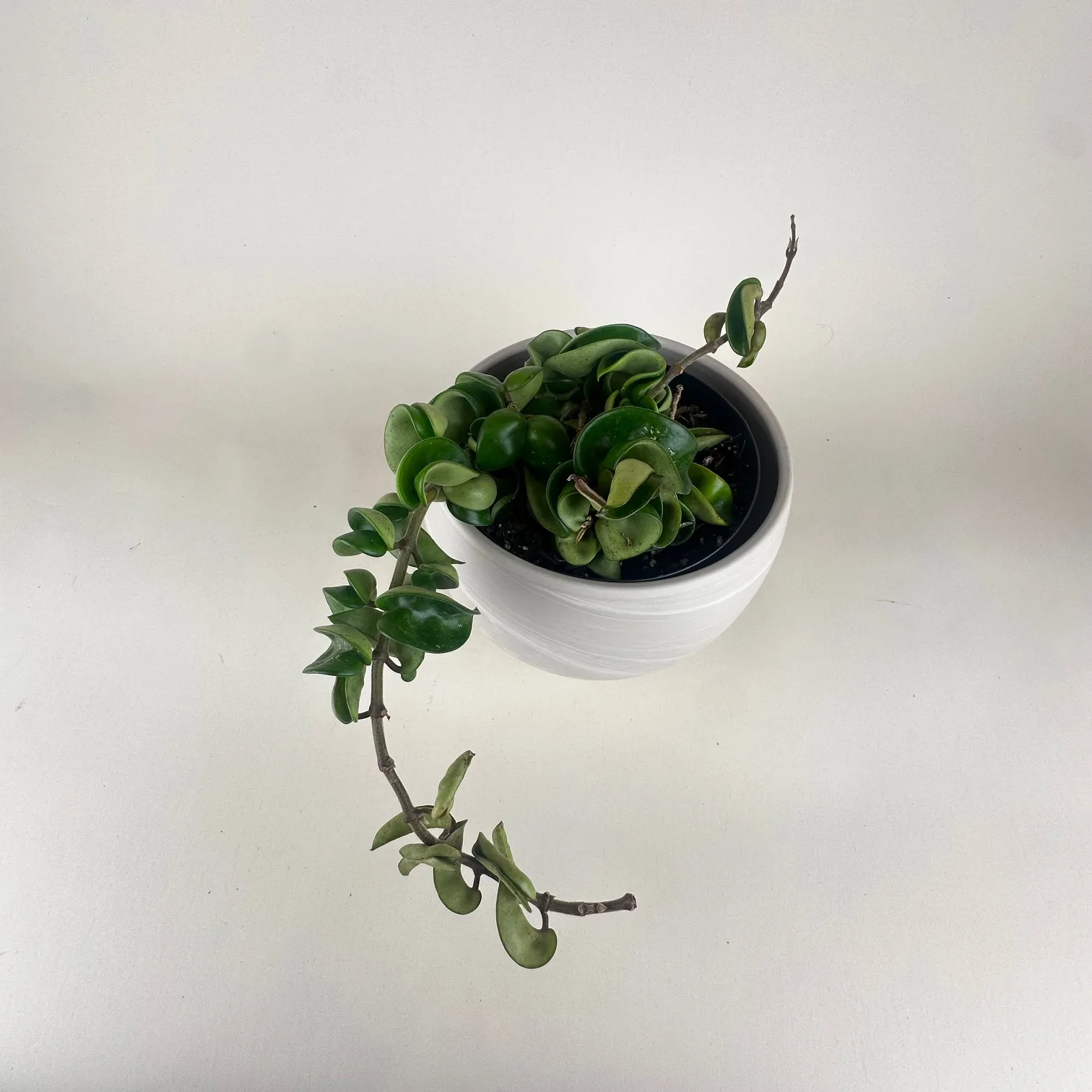 Hoya compacta 'Hindu Rope' - Image 2