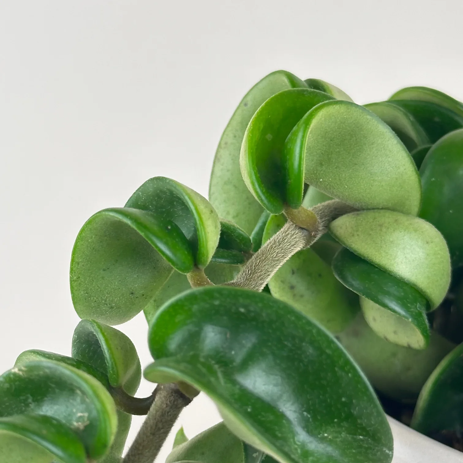 Hoya compacta 'Hindu Rope' - Image 3