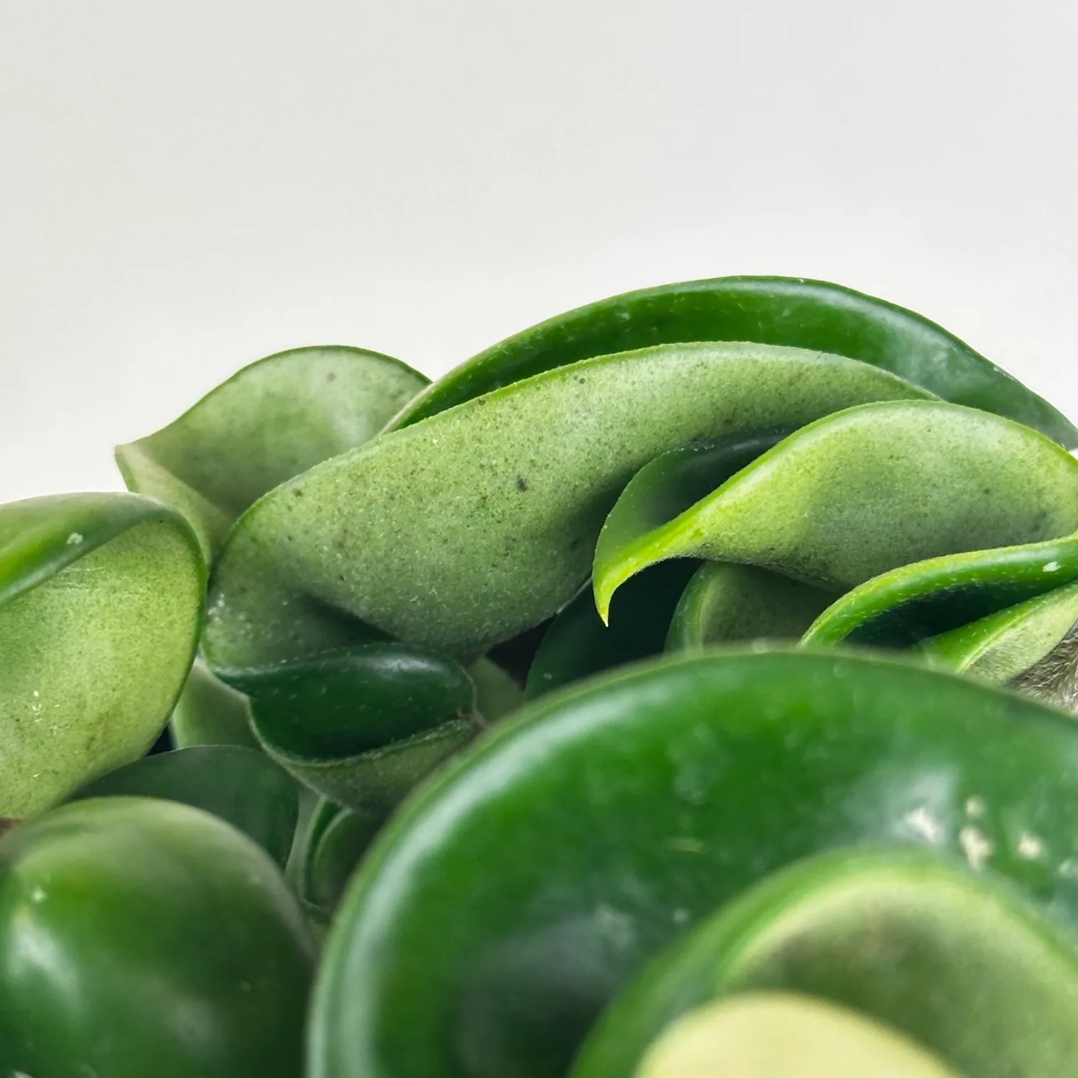 Hoya compacta 'Hindu Rope' - Image 4