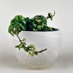 Hoya compacta 'Hindu Rope'