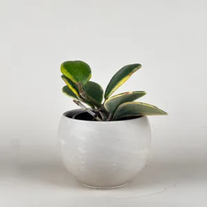 Hoya kerrii 'Variegated' 4in