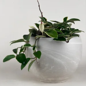 Hoya 'Krimson Queen'