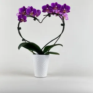 Orchid- Phalaenopsis Heart 3.5in
