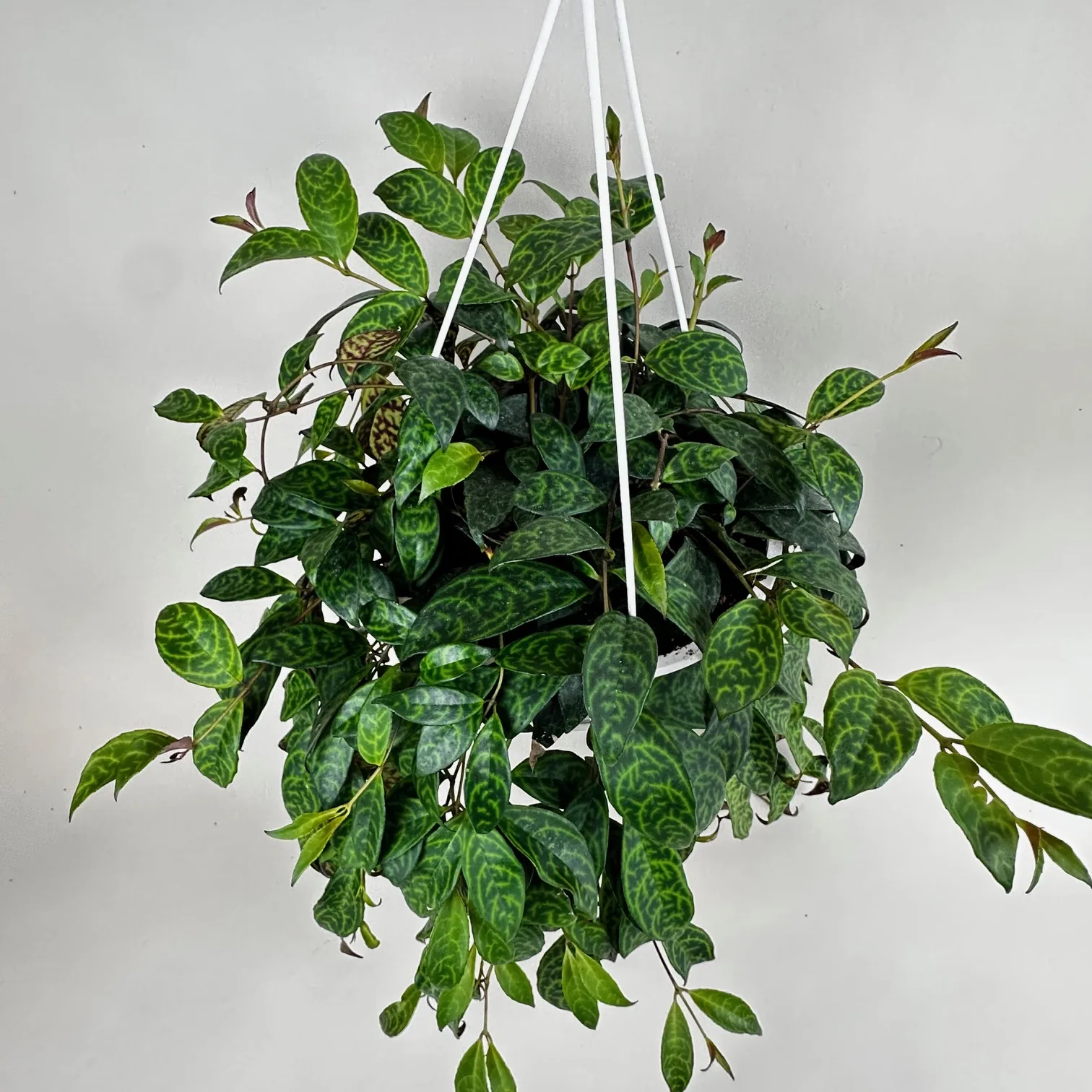 Lipstick Plant 'Black Pagoda' - Image 2