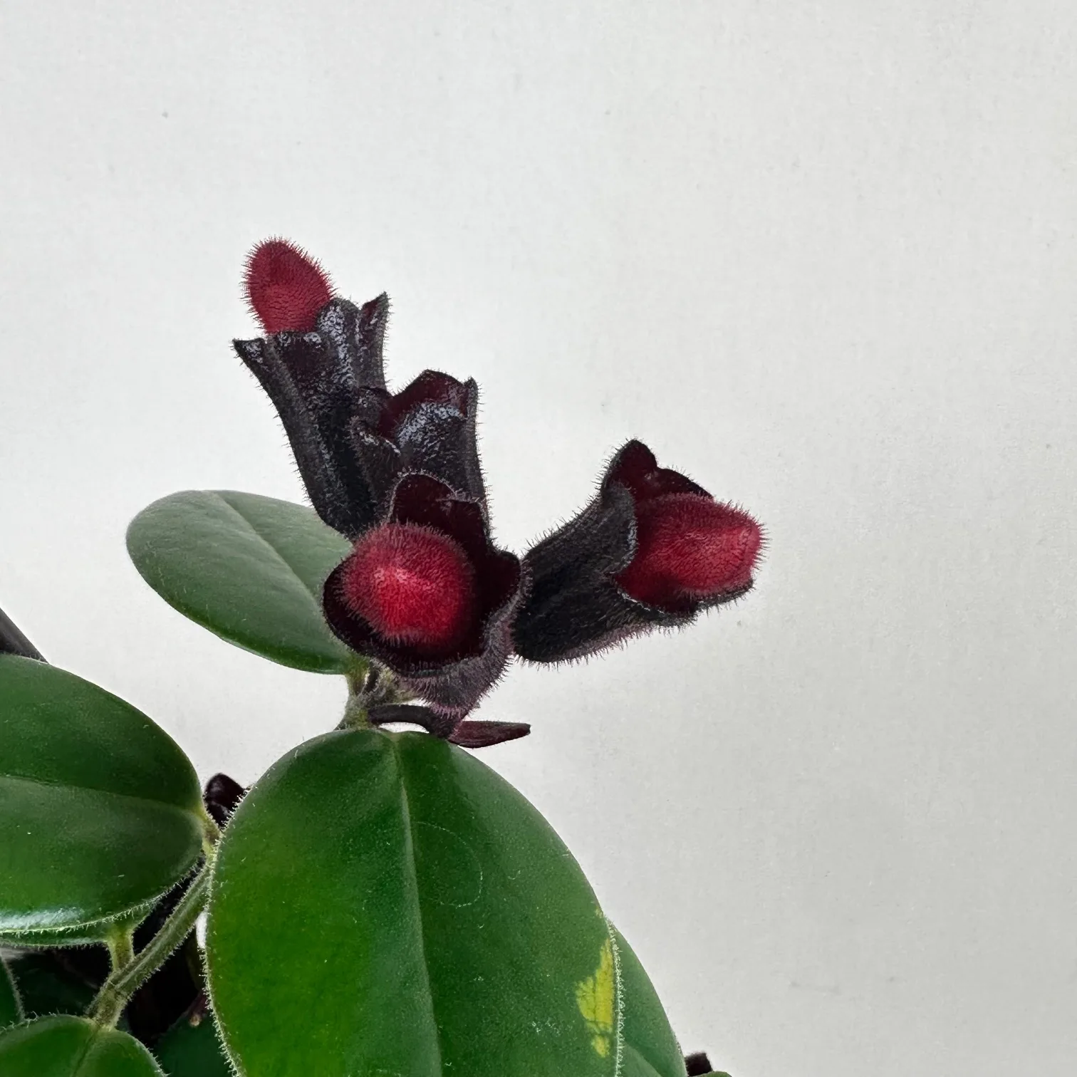 Lipstick Plant 'Mona Lisa' - Image 3