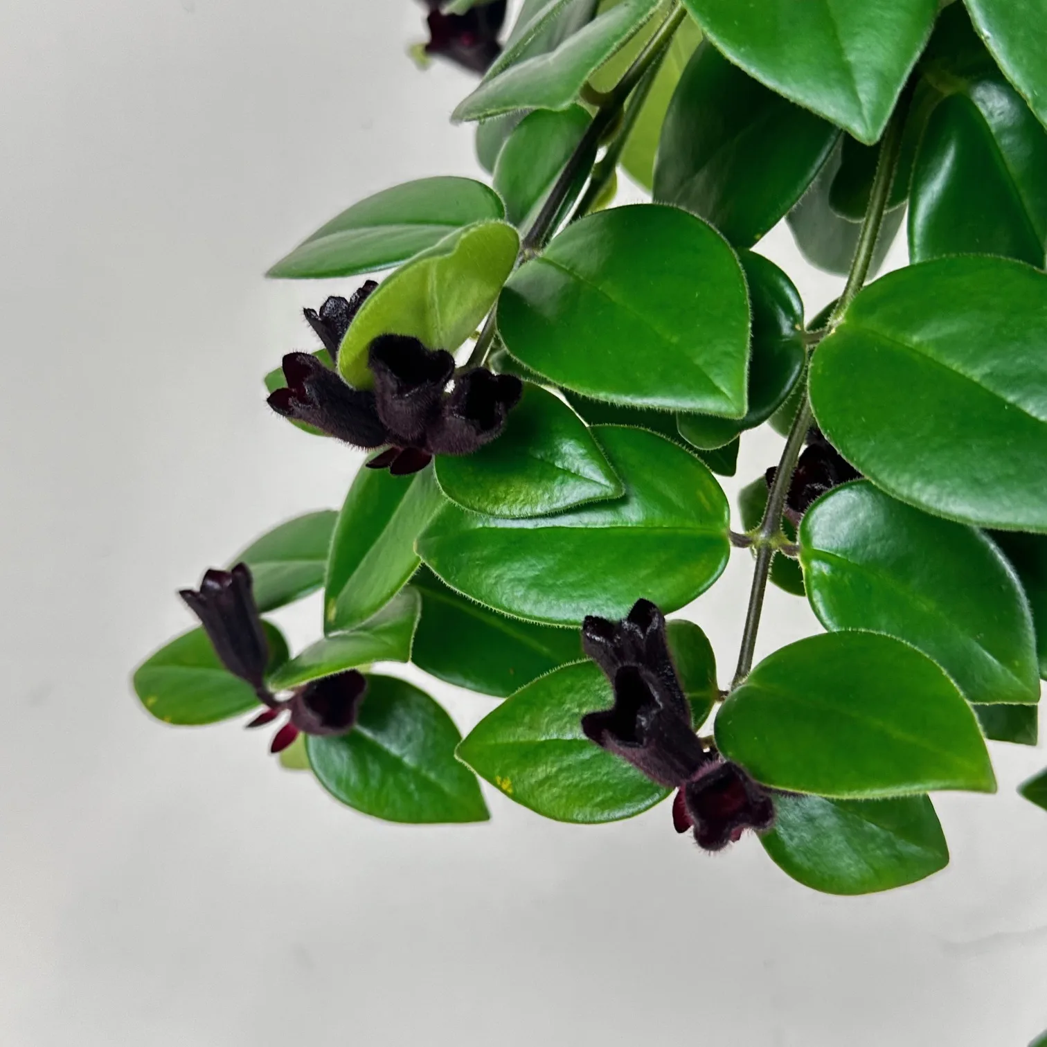 Lipstick Plant 'Mona Lisa' - Image 9