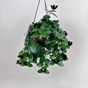 Lipstick Plant 'Mona Lisa'