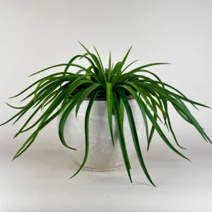 Mangave 'Bad Hair Day'