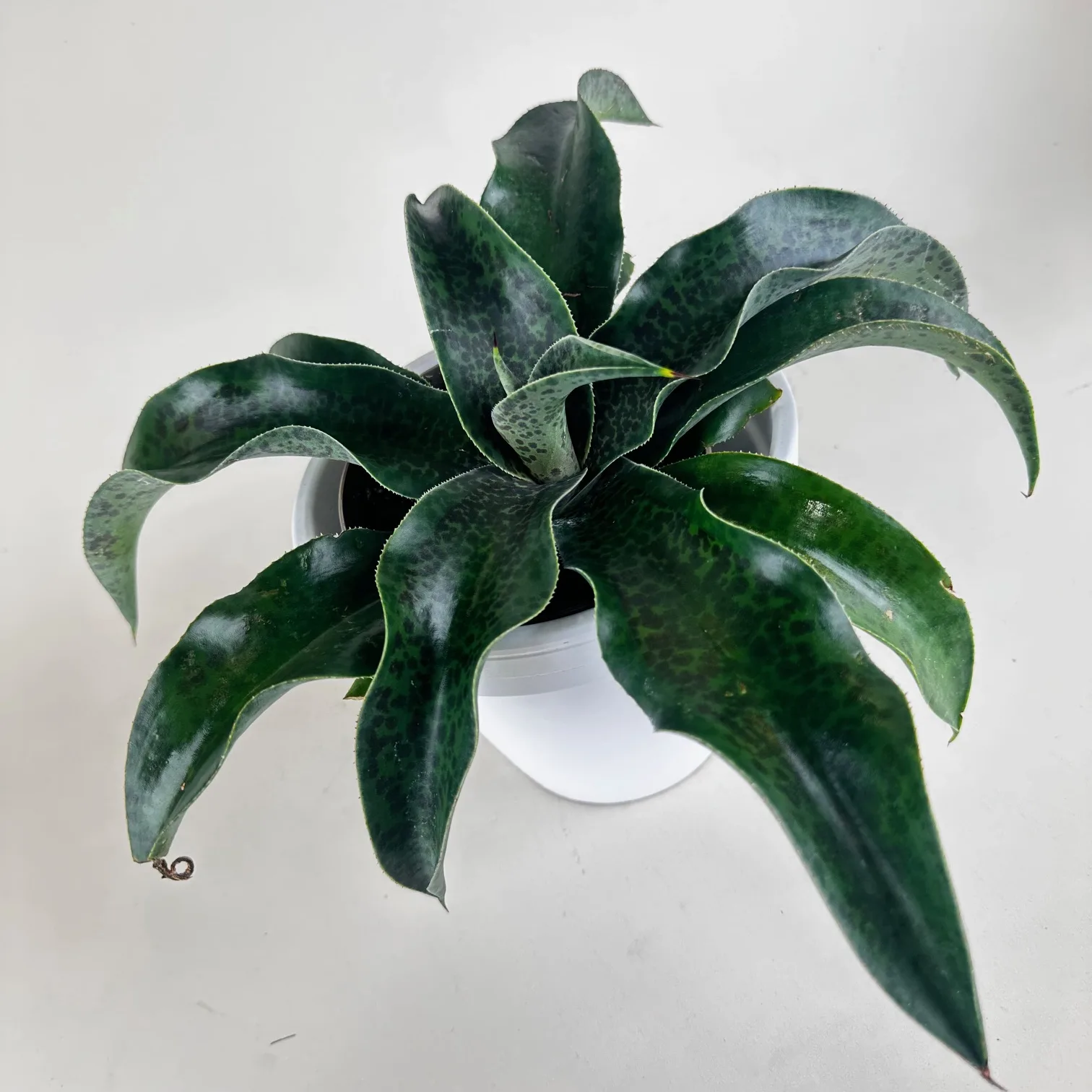 Mangave 'Catch a Wave' - Image 2