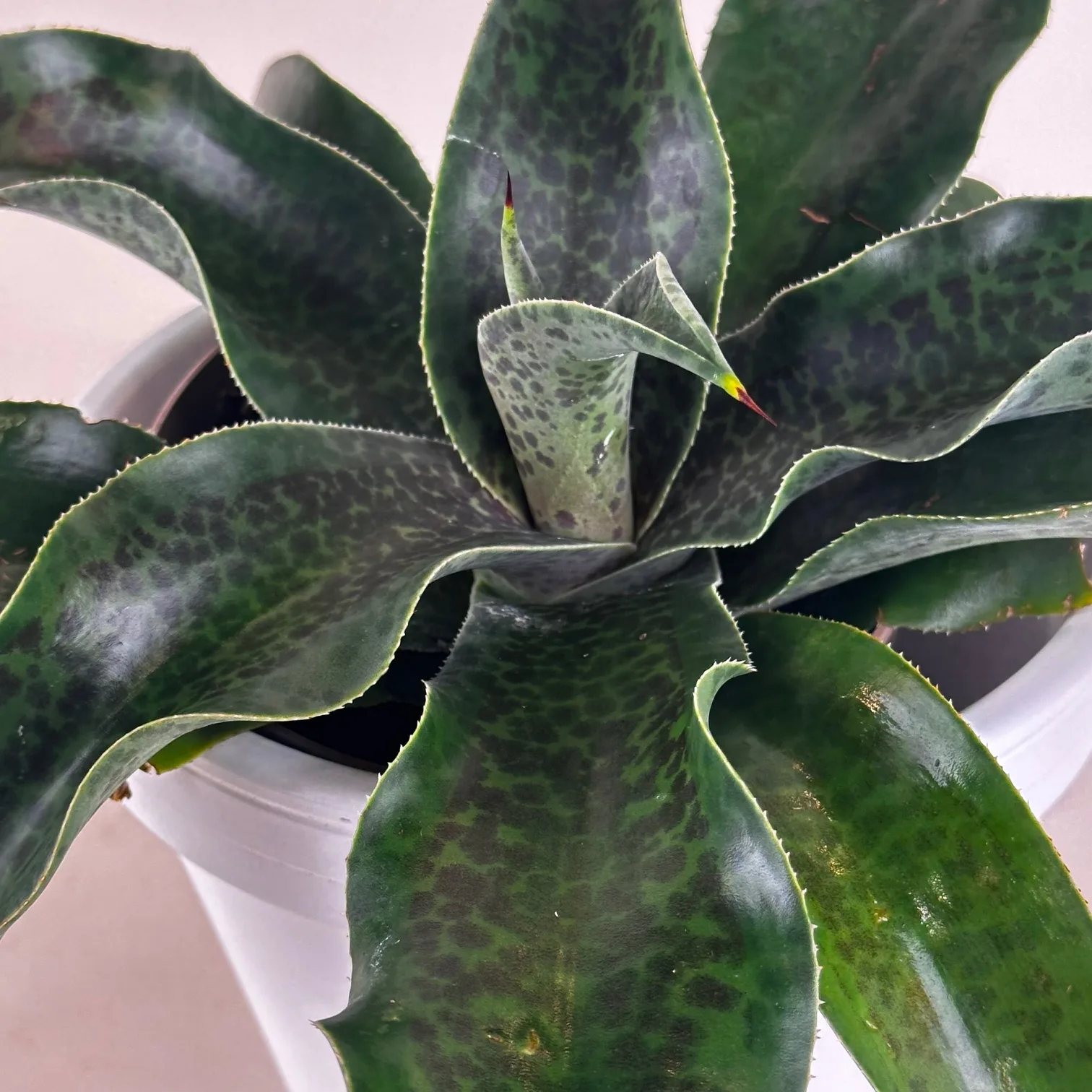 Mangave 'Catch a Wave' - Image 3