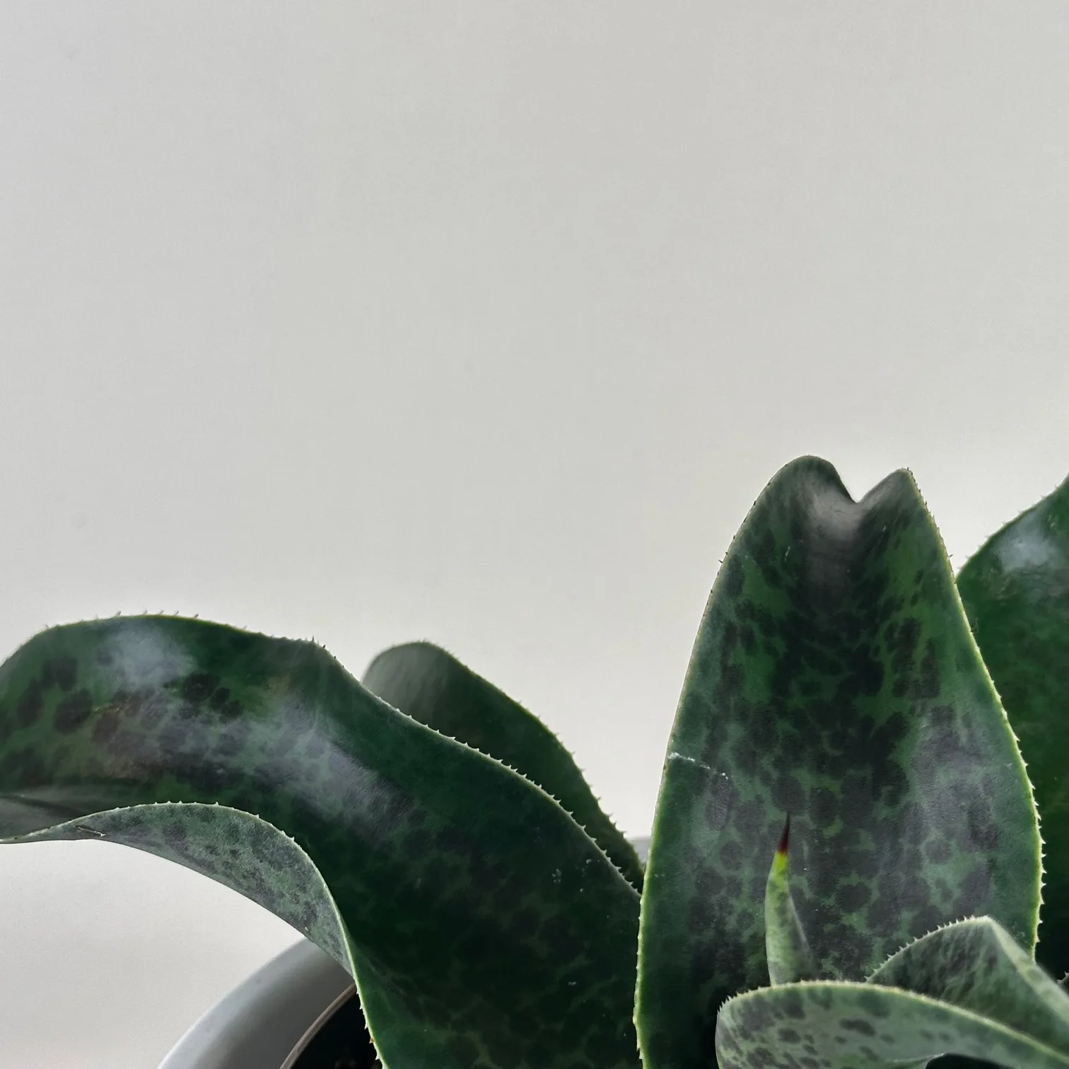 Mangave 'Catch a Wave' - Image 4