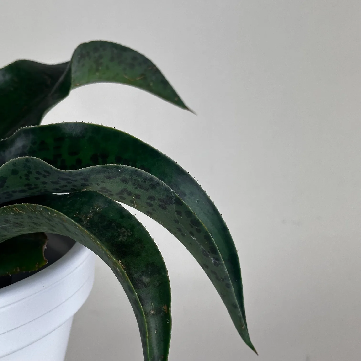 Mangave 'Catch a Wave' - Image 5