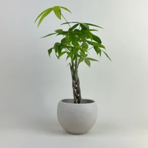Money Tree