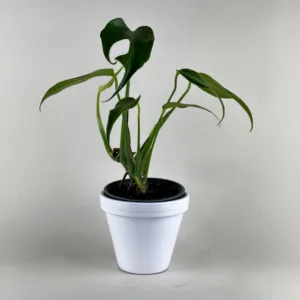 Monstera 'Burle Marx Flame'