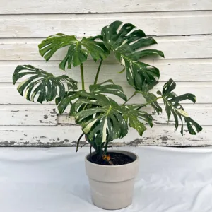 Monstera 'Thai Constellation'