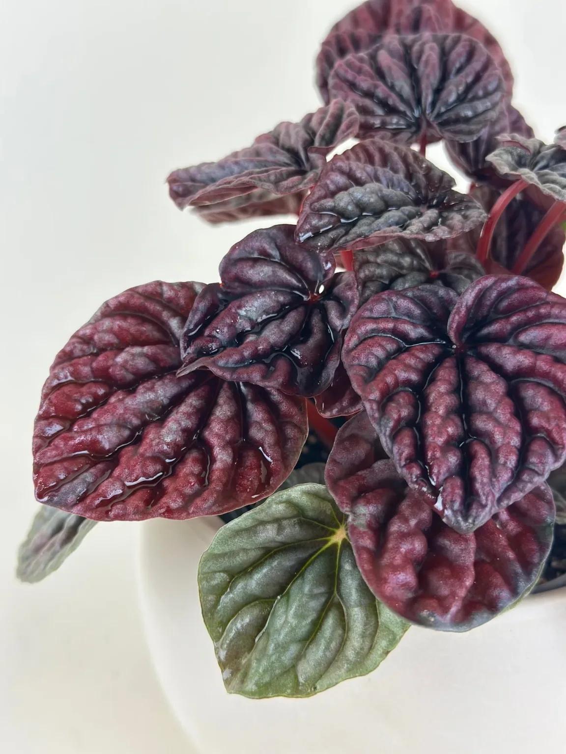 Peperomia 'Red Luna' 4in - Image 2