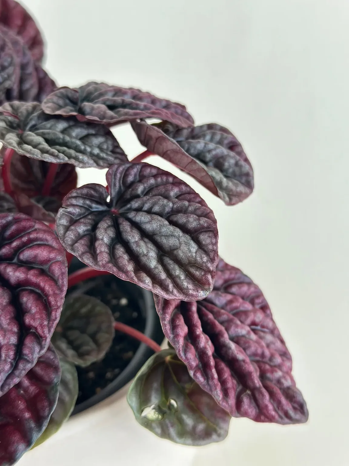 Peperomia 'Red Luna' 4in - Image 3
