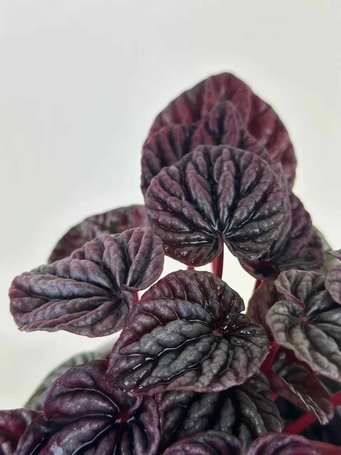 Peperomia 'Red Luna' 4in - Image 4