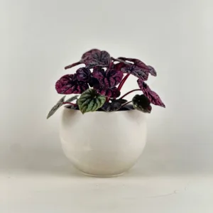 Peperomia 'Red Luna' 4in