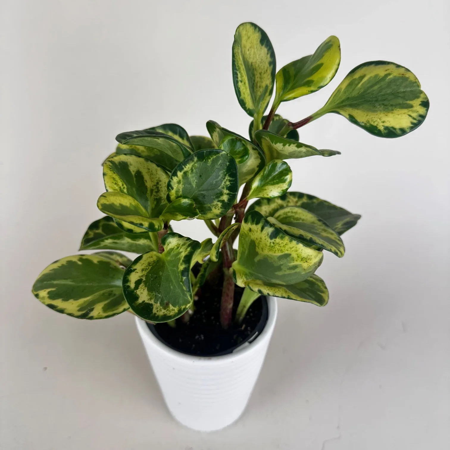 Peperomia 'Salt and Pepper' - Image 2