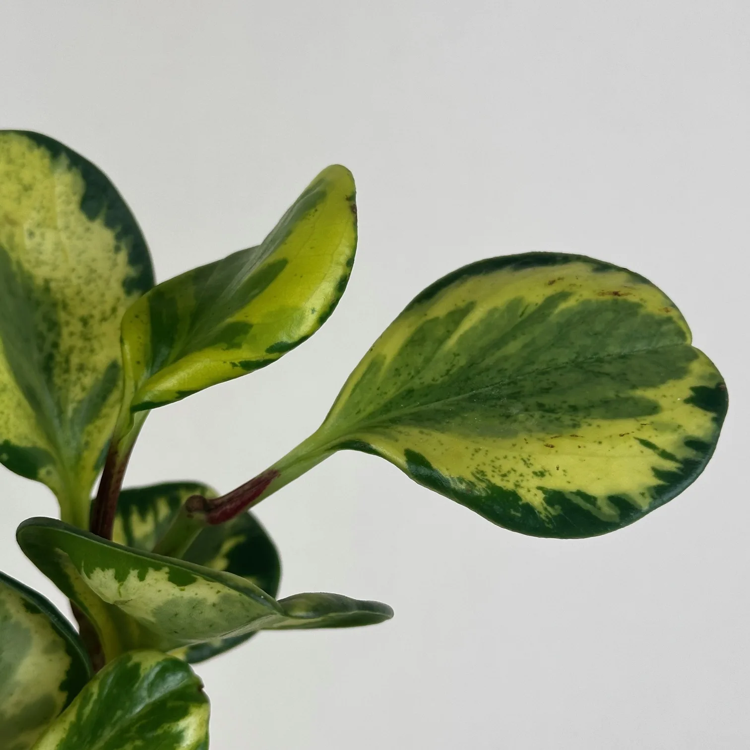 Peperomia 'Salt and Pepper' - Image 3