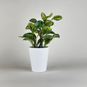 Peperomia 'Salt and Pepper'