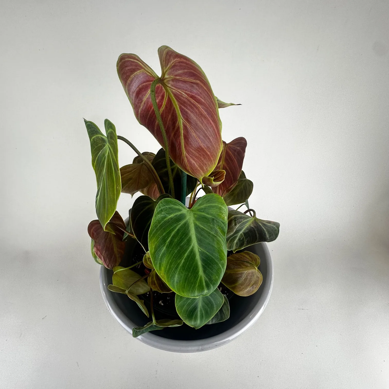 Philodendron 'El Choco Red' - Image 2