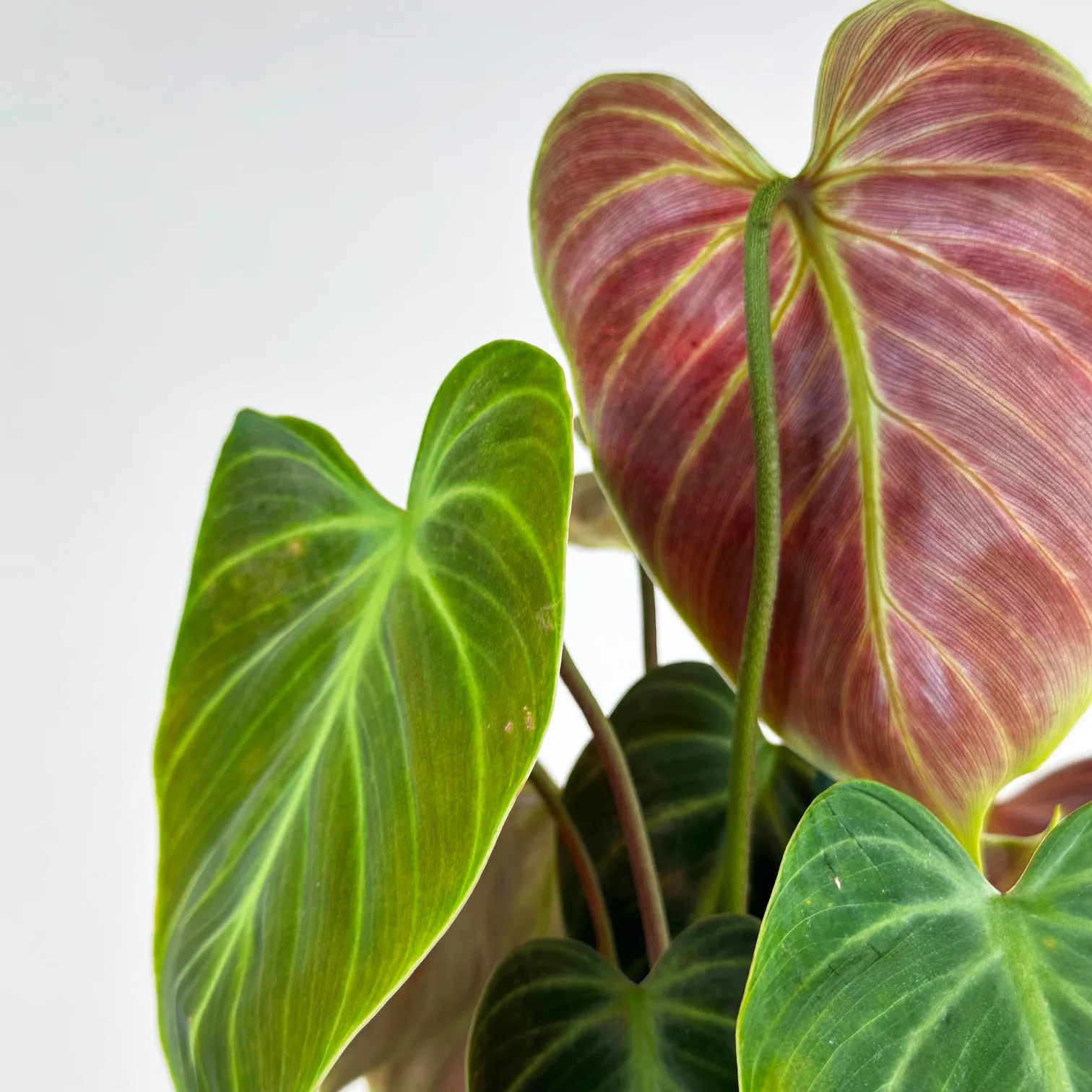 Philodendron 'El Choco Red' - Image 3