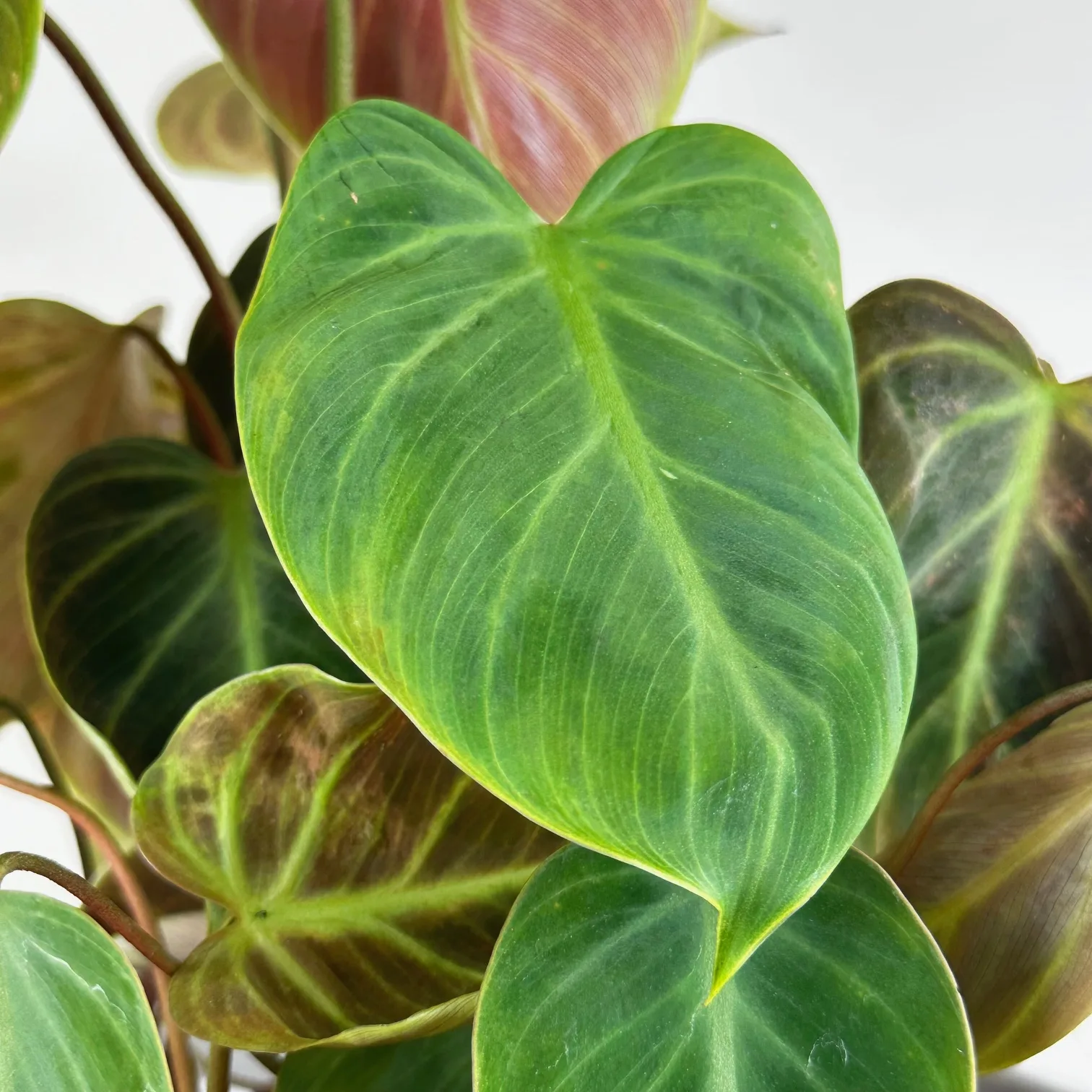 Philodendron 'El Choco Red' - Image 4
