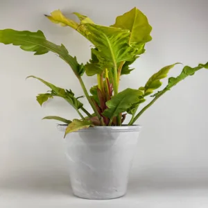 Philodendron 'Golden Apple'