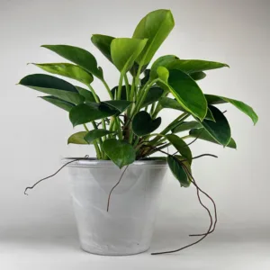 Philodendron 'Green Princess'