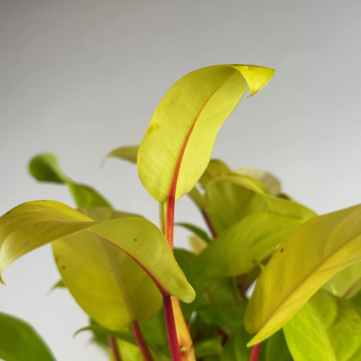 Philodendron 'Lemon Lime' 8in - Image 2