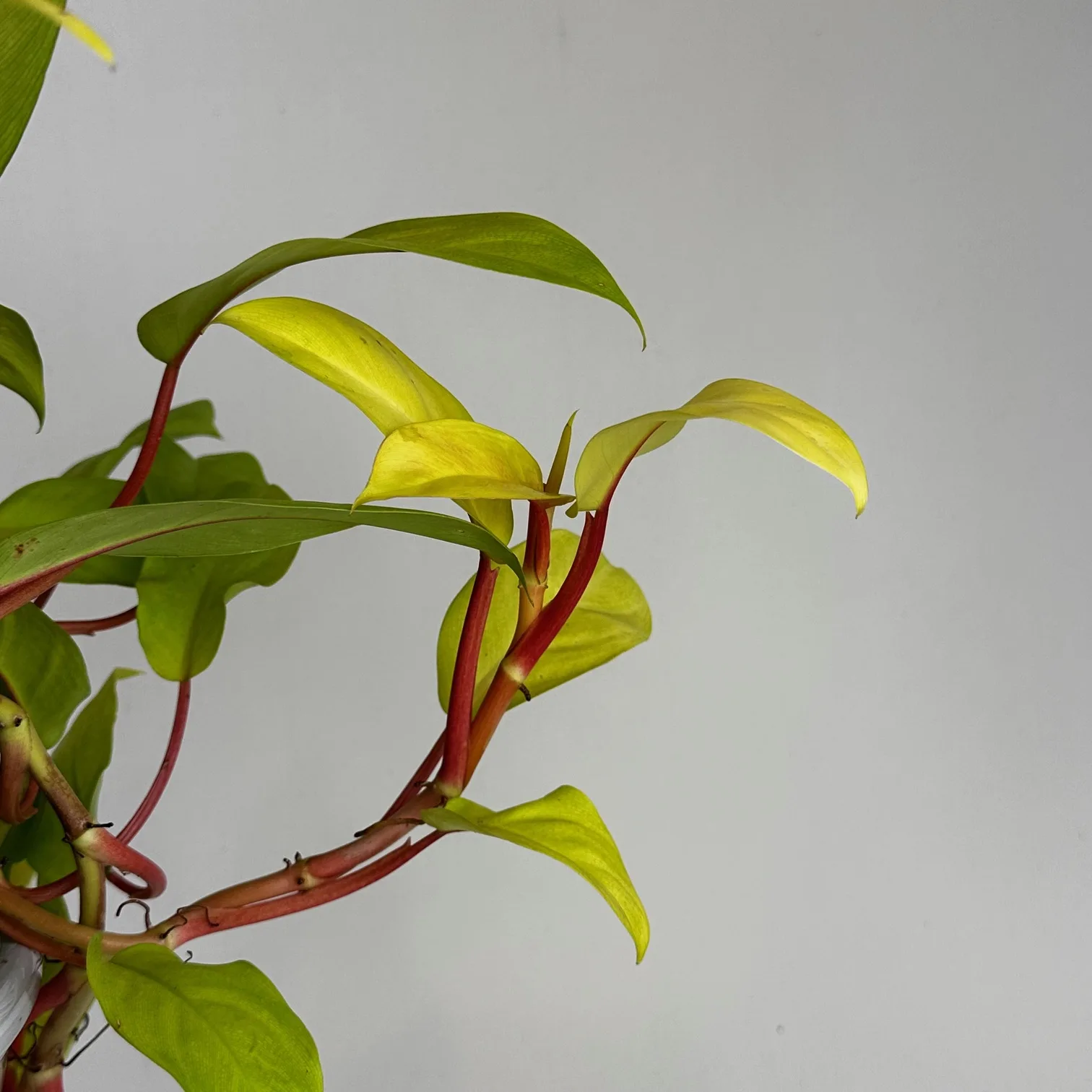 Philodendron 'Lemon Lime' 8in - Image 3