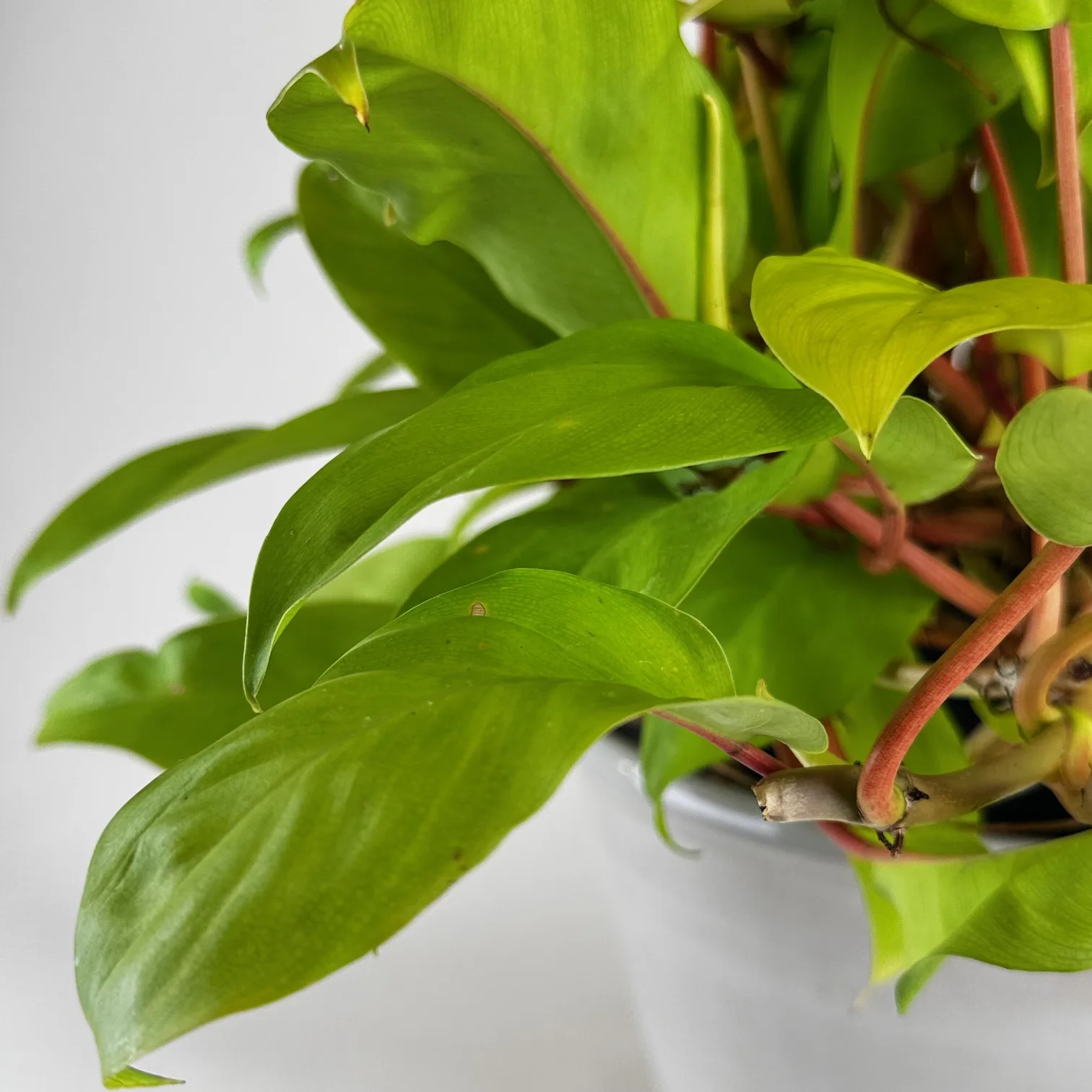 Philodendron 'Lemon Lime' 8in - Image 4