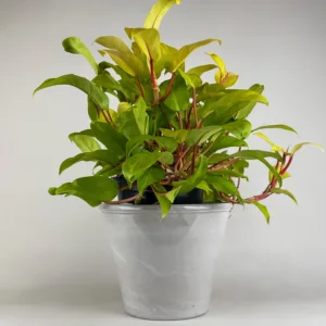 Philodendron 'Lemon Lime' 8in