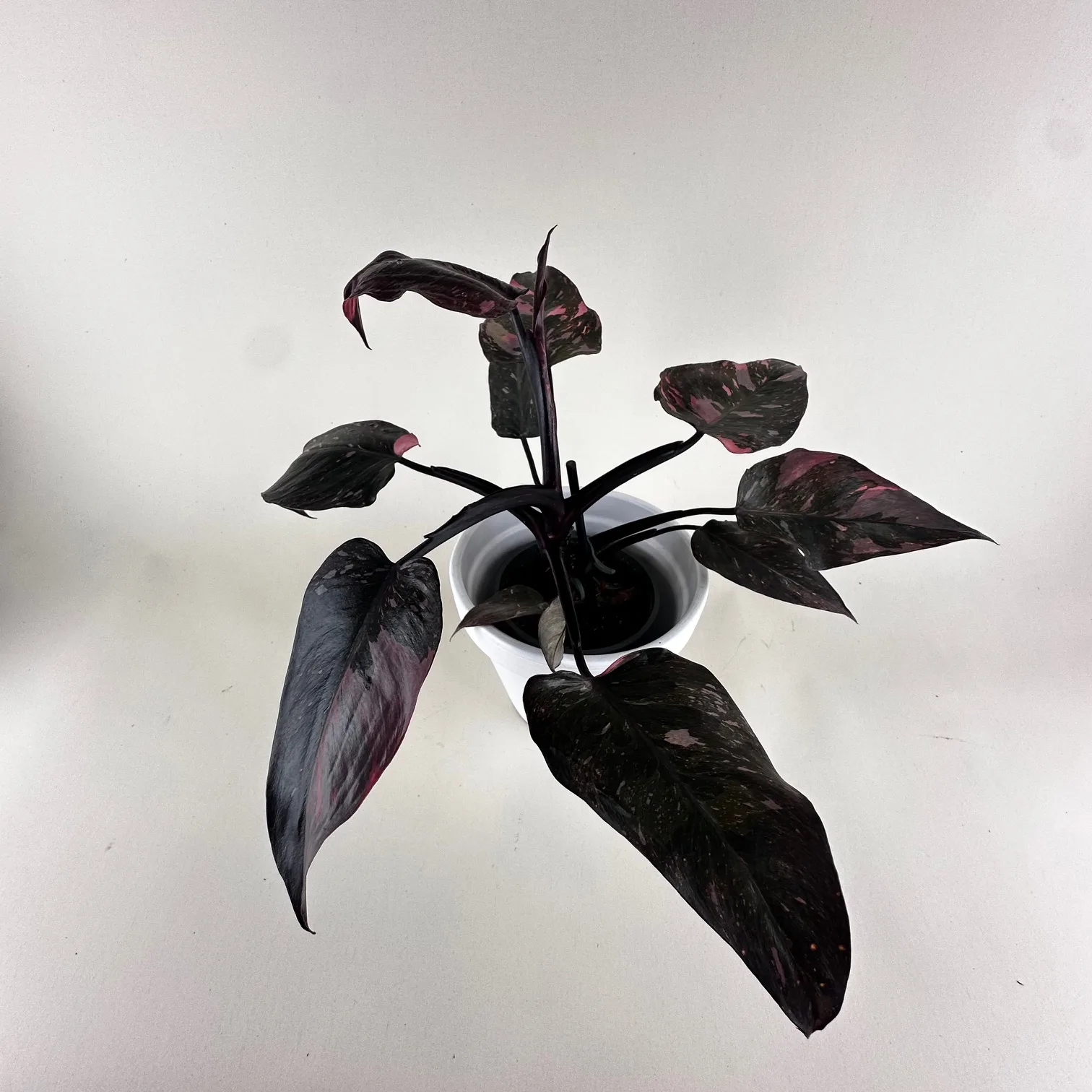 Philodendron Marble Pink 12cm - Image 2